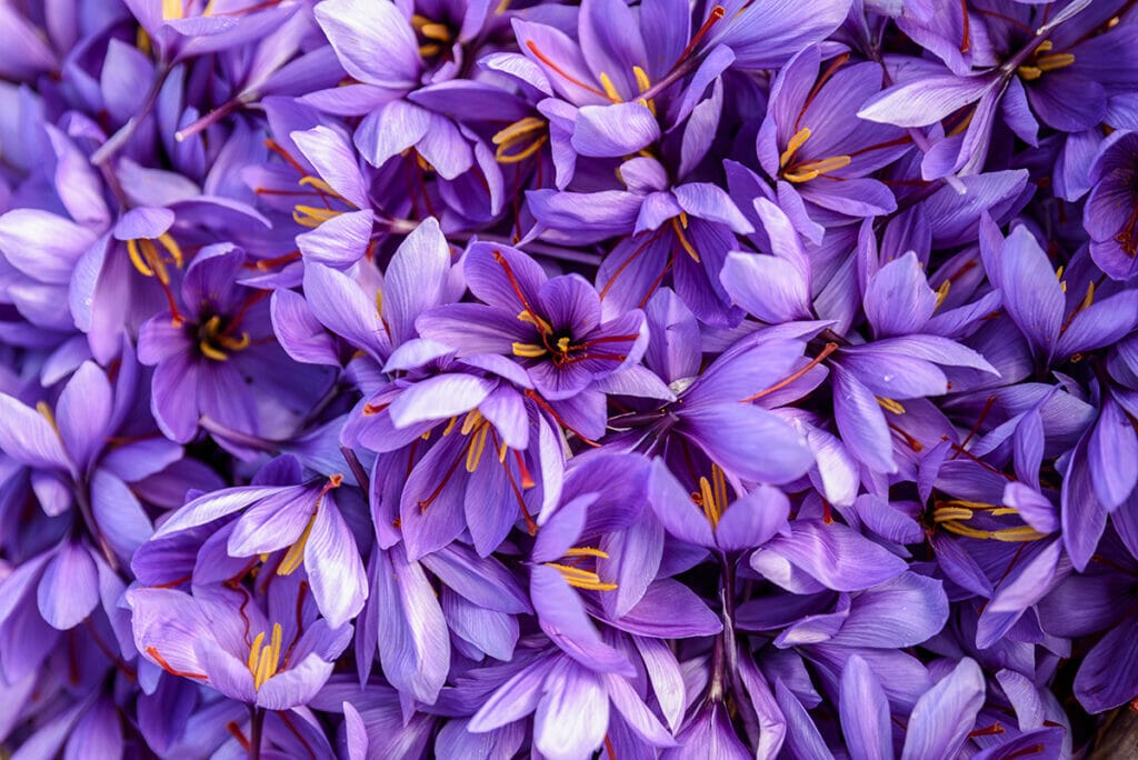 Saffron flowers