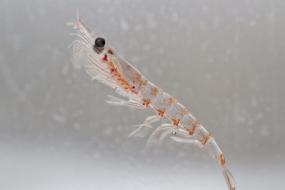 Krill Oil for Skin